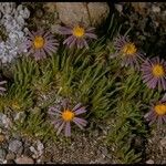 Erigeron elegantulus Habitatea