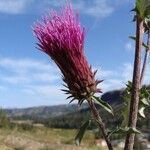 Cirsium andersonii Flor