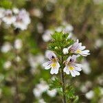 Euphrasia officinalisVirág