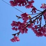 Prunus campanulata Λουλούδι