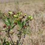 Trichodesma marsabiticum Fruit