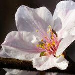Prunus tomentosa 花