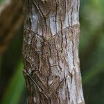 Cordyline mauritiana Bark