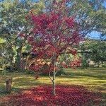 Acer palmatum Thunb.Azala