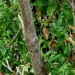 Cornus kousa Bark