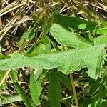 Cucumis ficifolius Levél