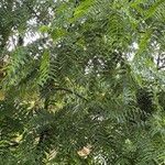 Juglans nigra Likasa