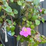 Dissotis rotundifolia Цвят