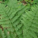 Dryopteris carthusiana برگ