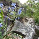 Brimeura amethystina Fula