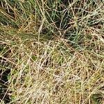 Festuca lemanii पत्ता