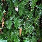 Trichomanes crispum Hoja