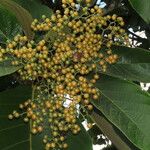 Cordia cymosa