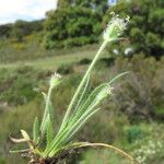 Plantago albicans Лист