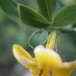Jasminum odoratissimum Fleur