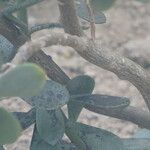 Senecio decaryi Corteza