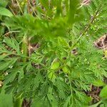 Daucus pusillus Leaf