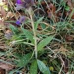 Pulmonaria longifolia Leaf