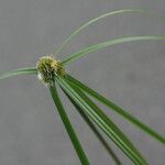 Cyperus aromaticus Листок