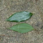 Cinnamomum burmanni 葉