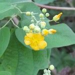 Wissadula densiflora Flower