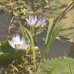 Nymphaea lotusFlor