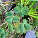 Aquilegia pyrenaica Blatt