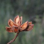 Cistus ladanifer Φρούτο