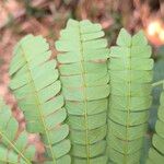 Albizia adianthifolia Delienn