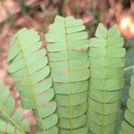 Albizia adianthifolia 葉