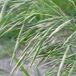 Bromus inermis 花