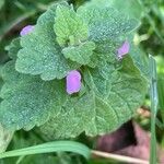 Lamium purpureum Habit