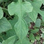 Tithonia rotundifolia Folio