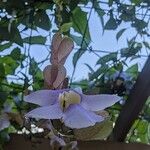 Thunbergia grandiflora Fleur