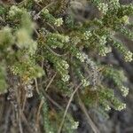 Herniaria fruticosa Cvet