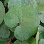 Petasites pyrenaicus Blatt