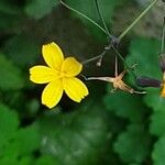 Lactuca muralis Flower