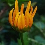 Euryops chrysanthemoides Fleur