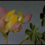 Lupinus stiversii 花