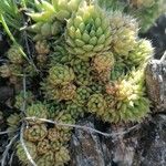 Orostachys spinosa 葉