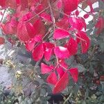 Euonymus alatusഇല