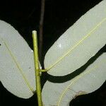 Mabea montana Leaf