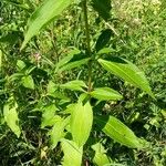 Saponaria officinalis Blad