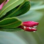 Nerium oleander പുഷ്പം
