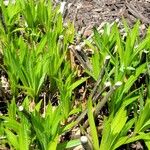 Bouvardia ternifolia List