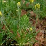 Ranunculus falcatus Плод