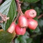 Cotoneaster franchetii ফল