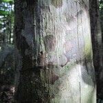 Oenocarpus bataua Bark