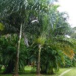 Dypsis decaryi Агульны выгляд