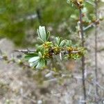 Elaeagnus rhamnoides Folla